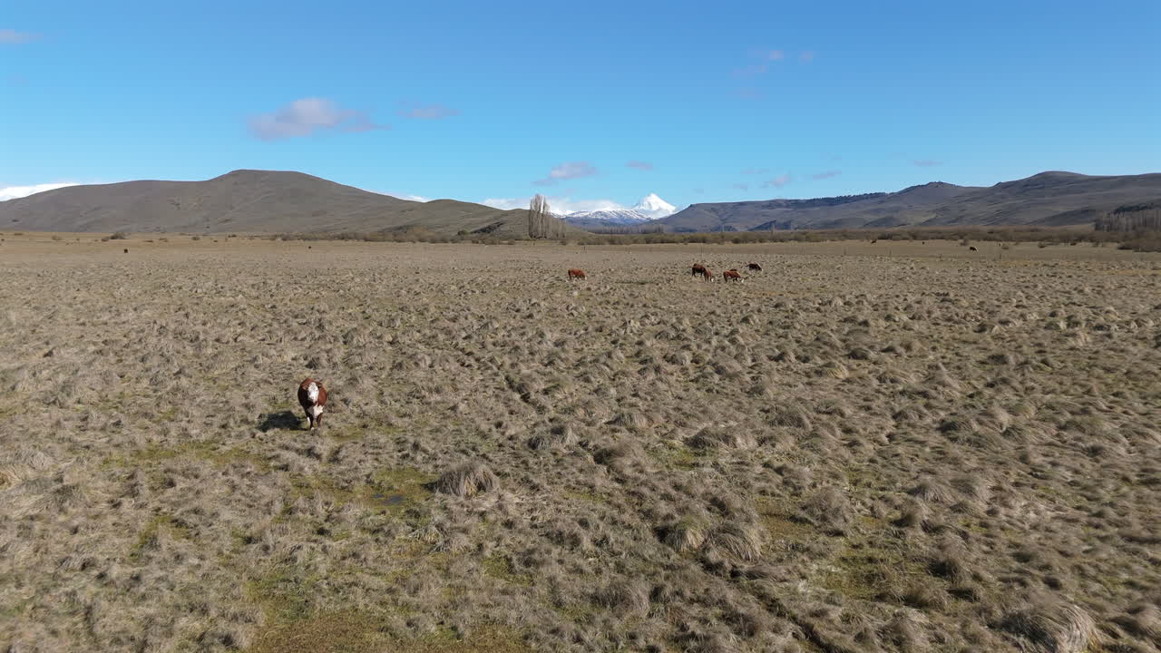 Drone flight over a field, meadow with a small river and cows standing and grassing, mountains in the bakcground, blue sky, copy space