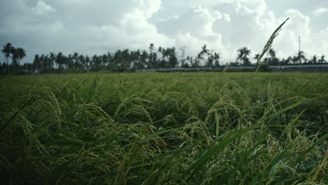 Close-up-of-rice-paddy-field-blowing-in-the-wind-in-the-Philippines