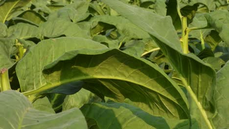 tabaco leafs beautiful - green