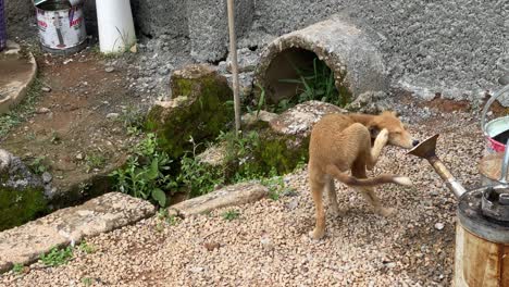 perro callejero por un drenaje, tiro estático