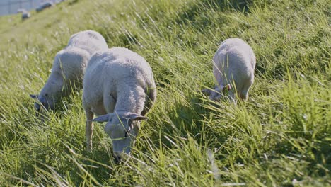 a group of cute animals sheep dollies lambs livestock grazing on the pasture field grass at daylight sunny day