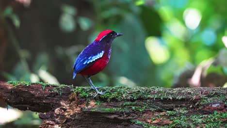blue and red feathers of garnet pitta (erythropitta granatina) in tropical rainforest. selective focus shot
