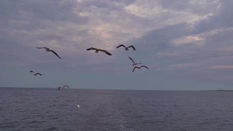 wide angle view of iceland gulls and other sea birds flying in a pink and purple sunset sky as they follow a fishing boat