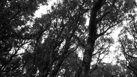 viento fuerte en un bosque en un día de tormenta