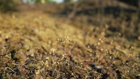 nuevas plantas que crecen en el suelo del bosque en el día de verano, pequeña flora floreciente