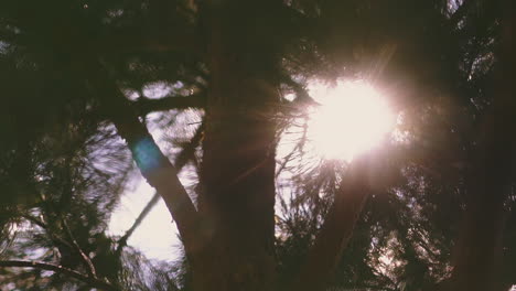 old pine tree grows in summer forest against bright sunlight