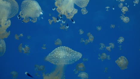 Hundreds-of-jellyfish-swimming-in-blue-water