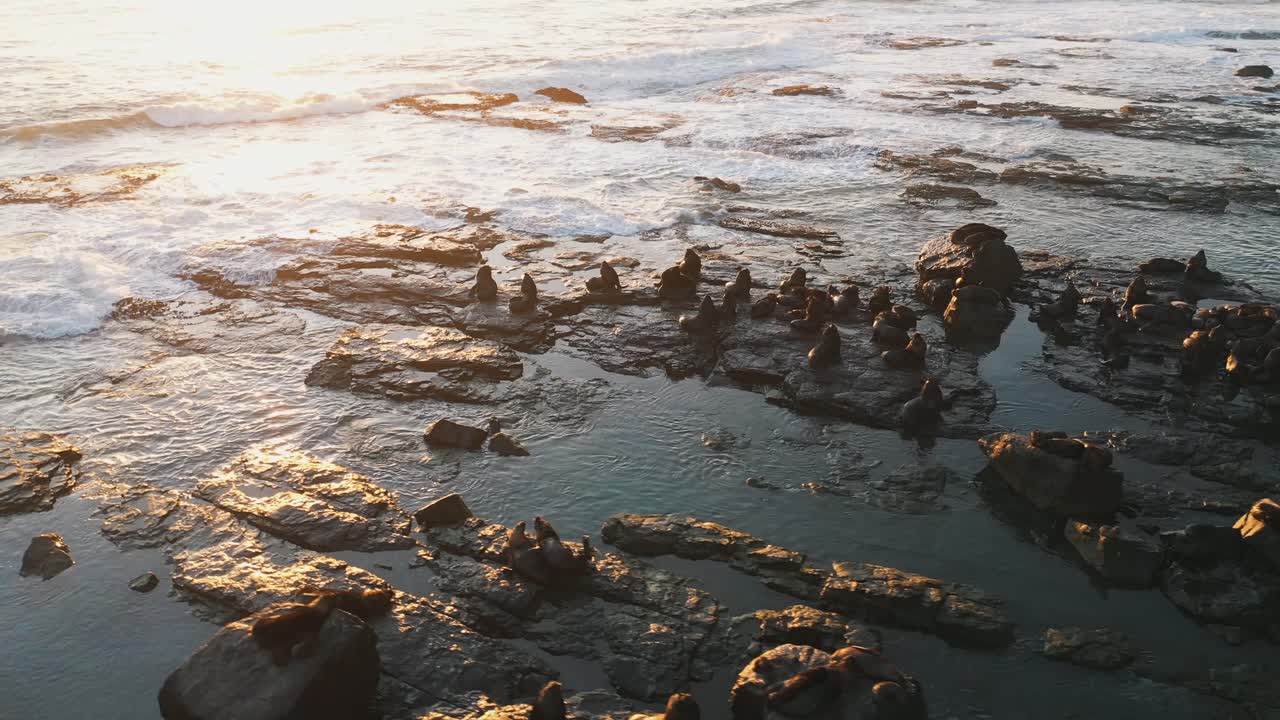 Splendida vista aerea di un'isola di leoni marini che riposano sulle rocce all'alba, Torres, Rio Grande do Sul, Brasile