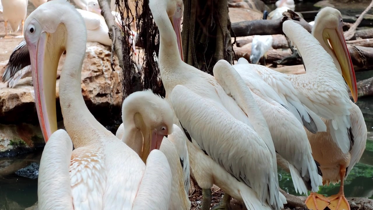 Un pacifico raduno di pellicani vicino all'acqua che mostrano la loro bellezza in un ambiente naturale.