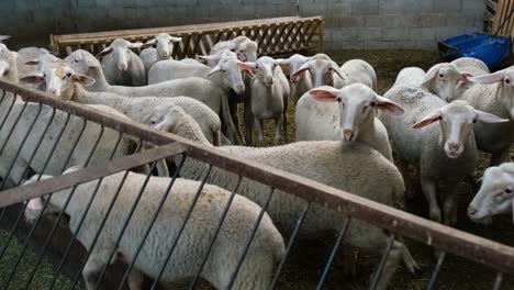 sheeps on a flock farm