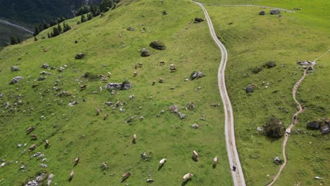 Green-meadow-on-a-swiss-alps-mountain,-cows-eating-grass-and-a-natural-gravel-trail,-drone-aerial-view