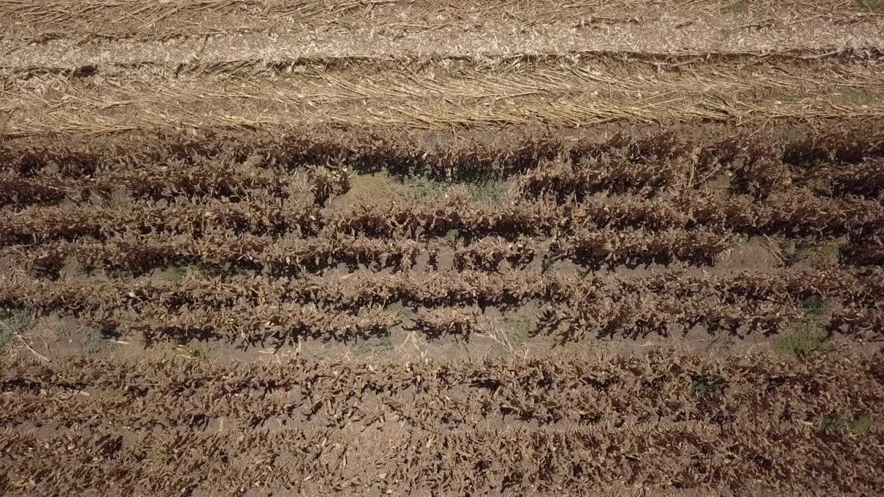 vista aérea de la cosecha de maíz