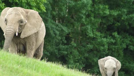 a baby elephant follows a mother elephant up a grassy hill