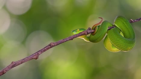 la víbora de labios blancos es una víbora venenosa endémica del sudeste asiático y a menudo se encuentra durante la noche esperando en una rama o rama de un árbol cerca de un cuerpo de agua con muchos alimentos