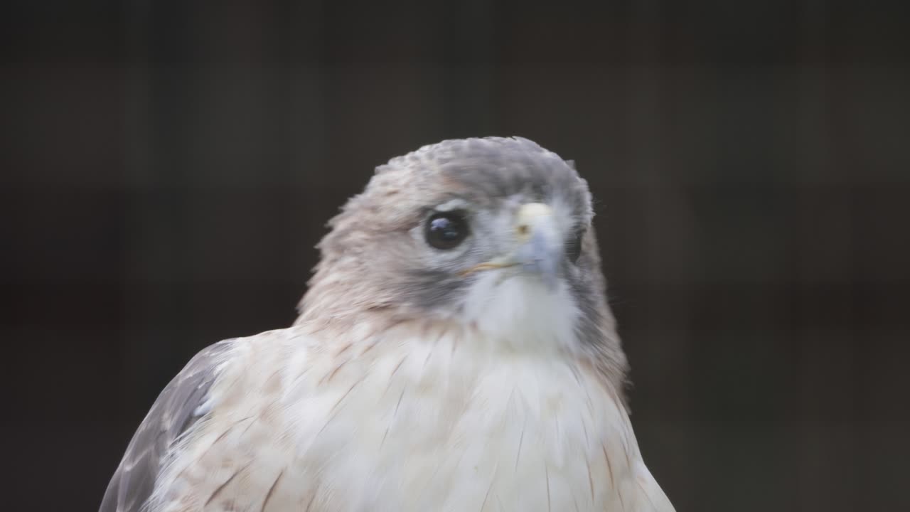 Close-up of a light-colored hawk with sharp features and intense gaze perched against a dark wooden backdrop