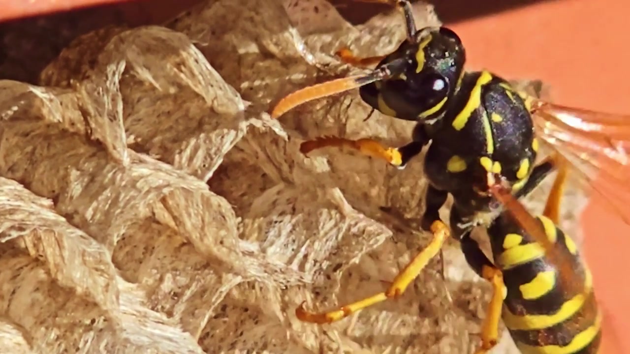 Detalle macro del cuerpo y las patas de una avispa construyendo un nido con estructura visible