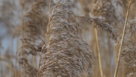 dry long cane grass gently moves in the wind