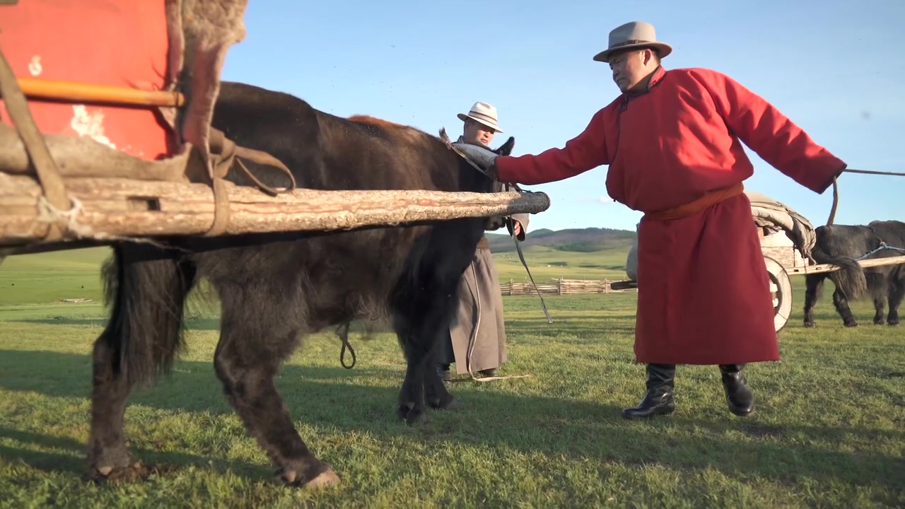 Nomadi mongoli che preparano uno yak per il trasporto su carro tradizionale