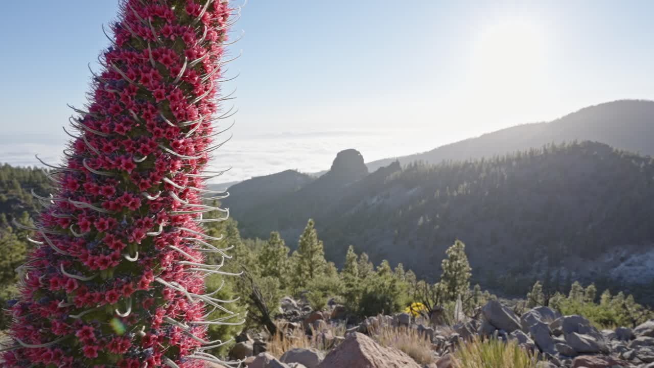 flores rojas vibrantes de la planta con flores tajinaste rojo, isla de tenerife