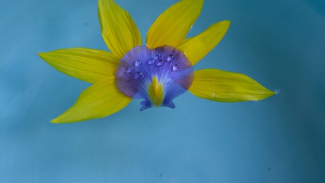 petals falling background. fallen flower petals with water drops on blue background