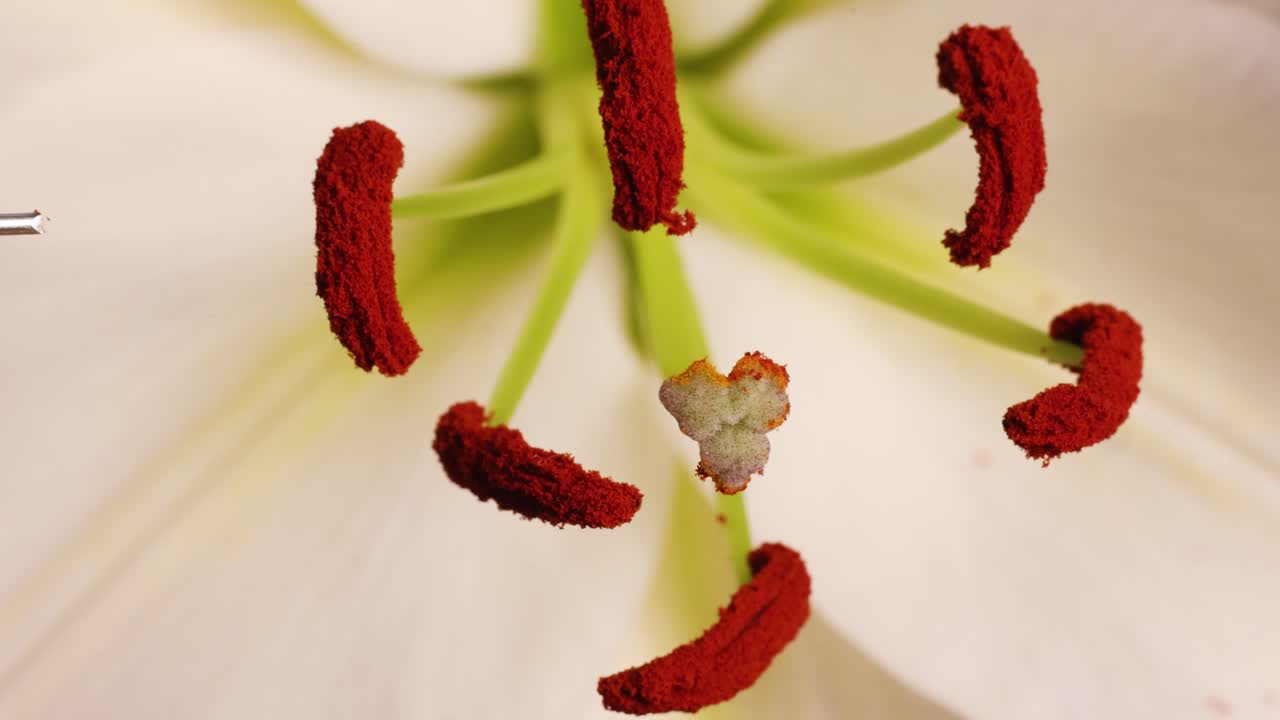 Close-up video of lily flower stamen and pistil with a needle interacting, highlighting pollination structures in detail