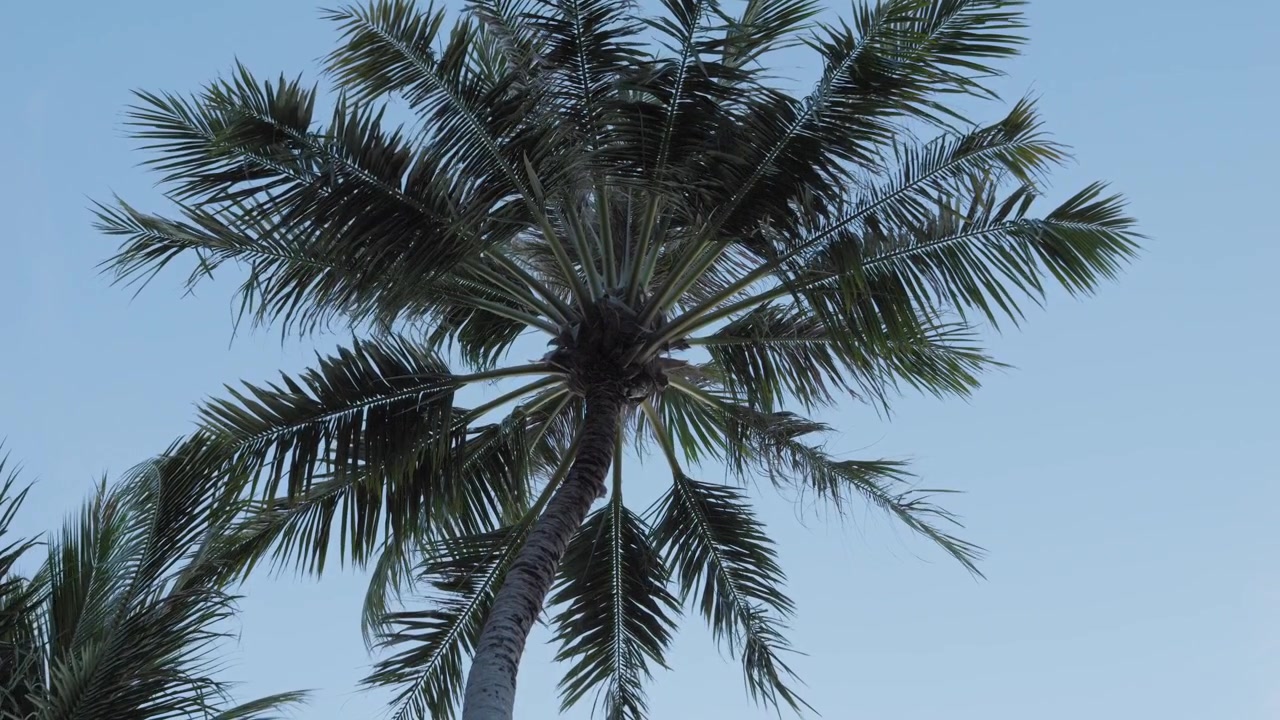 Vista statica dal basso di un'alta palma da cocco che ondeggia dolcemente nella brezza tropicale contro un cielo azzurro limpido alle Maldive, evocando una tranquilla fuga su un'isola
