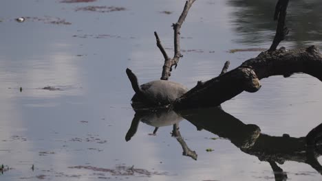 ネパールのチトワン国立公園にある湖の水の上、日差しの中で死んだ枝で休むソフトシェルタートル