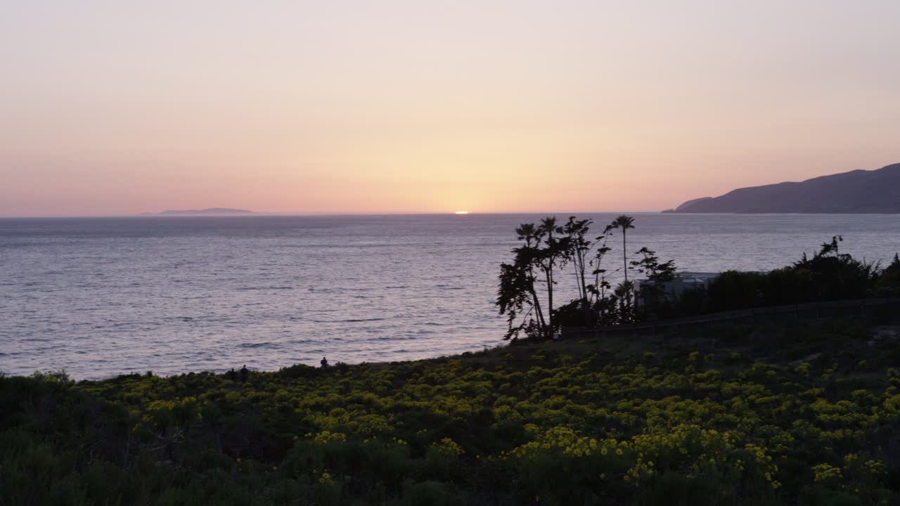 Handheld Panning shot of Yellow Flowers at Big Dume in Malibu California. Ocean with sunset in background. Filmed on RED Dragon.