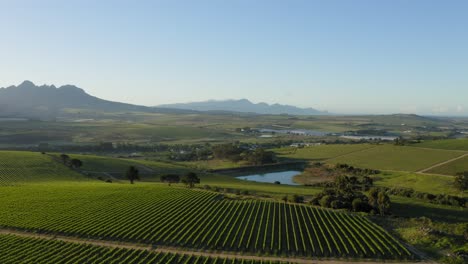 aerial vineyards and dam pond at sunrise, mountains in background on farm landscape in countryside, stellenbosch, cape town