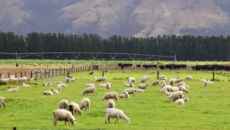 Sheep graze peacefully in a lush green field under soft daylight, surrounded by scenic mountains in Wanaka, New Zealand