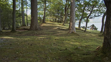slow pan upwards of beautiful english woodland with lake in background