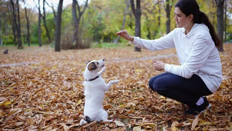 Jack-Russell-Terrier-In-Der-Natur-Gibt-Seinem-Besitzer-Ein-High-Five-Mit-Der-Pfote-Und-Erhält-Eine-Belohnung