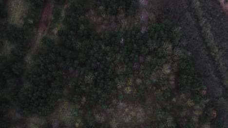 Birds-eye-view-of-trees-and-the-camera-slowly-moves-downwards-English-countryside