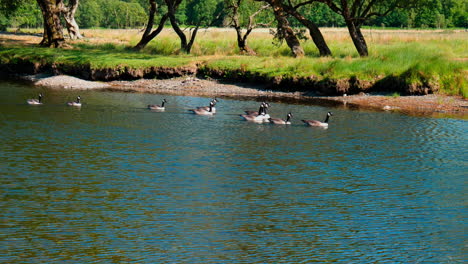 mid shot of geese floating down a river in the snowdonia national park on a sunny day in summer