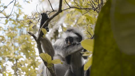 mother red colobus monkey grooming infant, zanzibar, tanzania, low angle medium