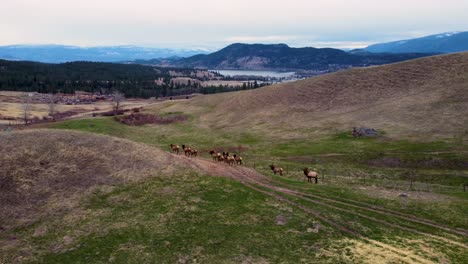 large herd of elk migrating and walking over skyline and disappearing