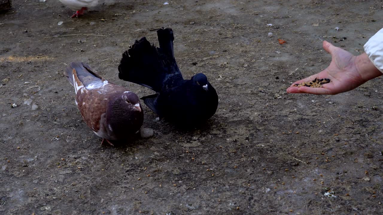 Home beautiful pigeons walk the earth. People feeding pigeons grain. Pigeons peck seeds even from people's hands. Videography close-up.