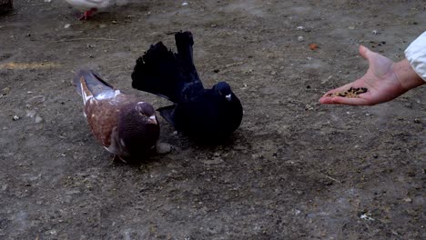las palomas hermosas caminan por la tierra. la gente alimenta a las palomas con grano. las palomas pican semillas incluso de las manos de la gente. videografía en primer plano.
