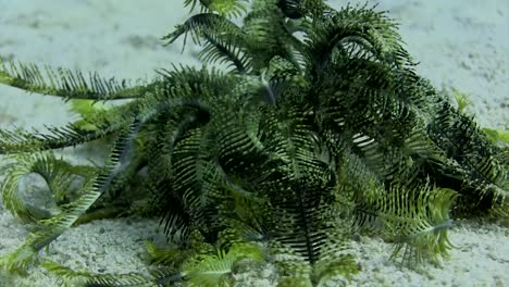 Feather-Star-walking-in-day-time-close-up-6