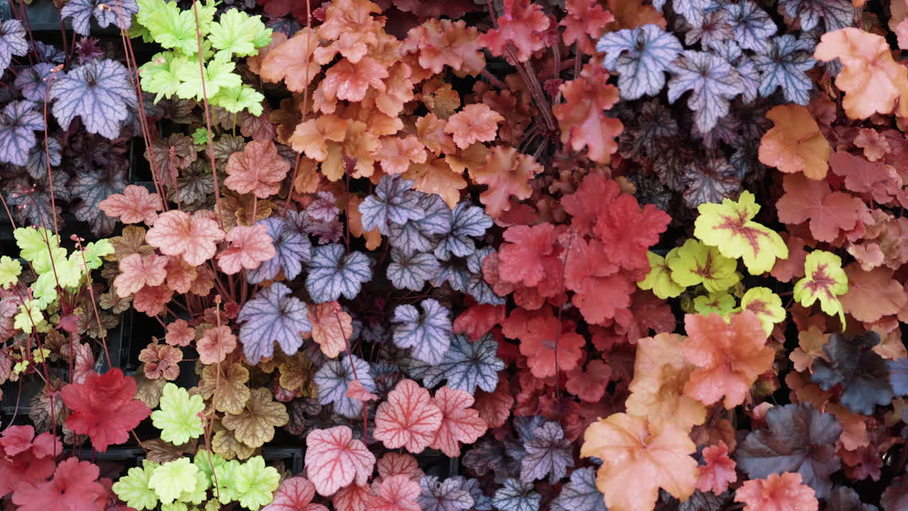 Abstract close-up of colorful Heuchera plant as a natural background.