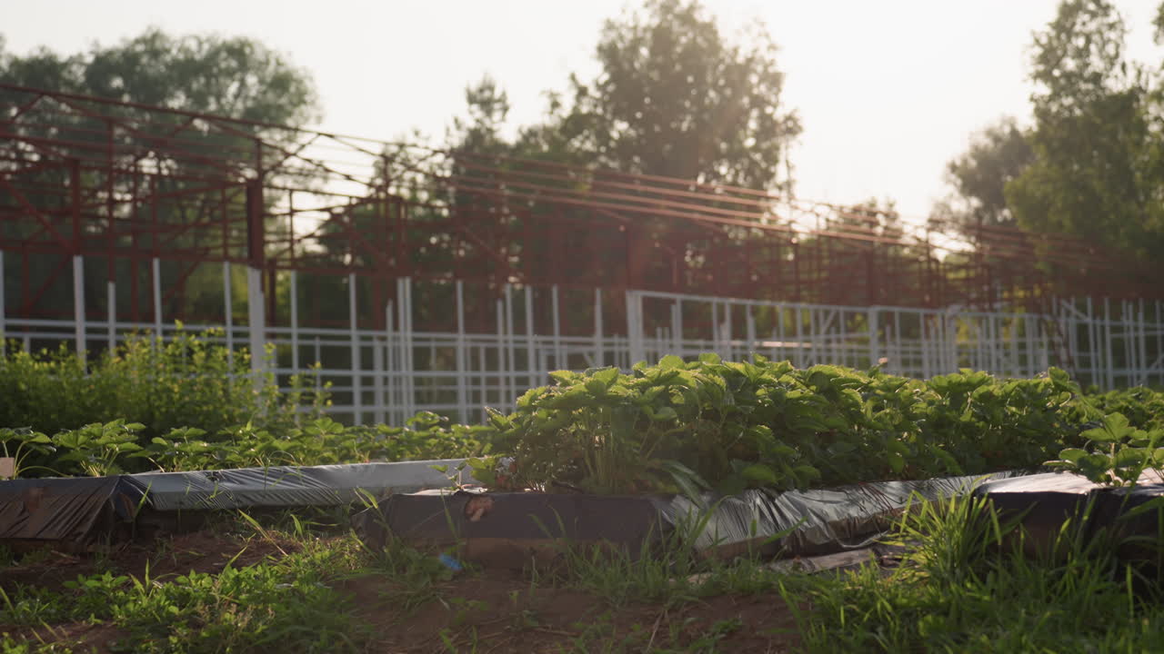 Metal greenhouse framework over rows of strawberry beds, red white scaffolding casting shadows on green leaves, backed by trees and bright evening sunlight filtering through overhead beams