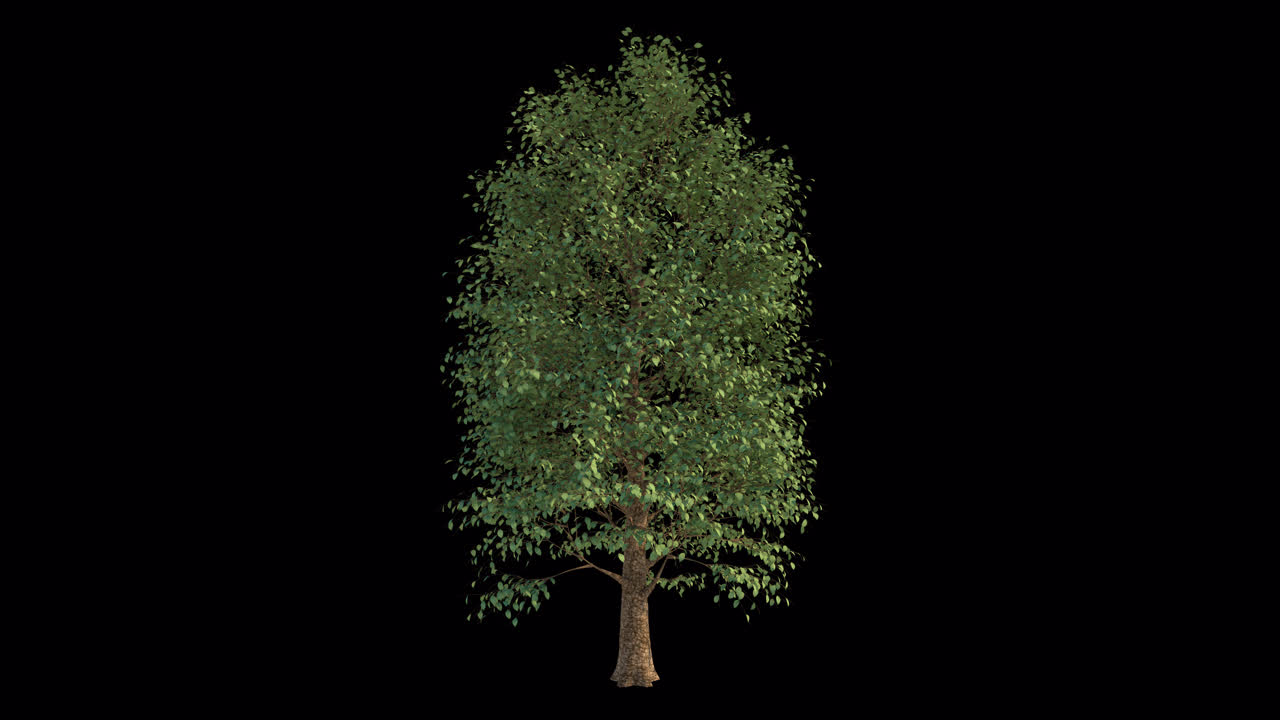 Grande Albero Verde con Foglie che Ondeggiano Dolcemente al Vento