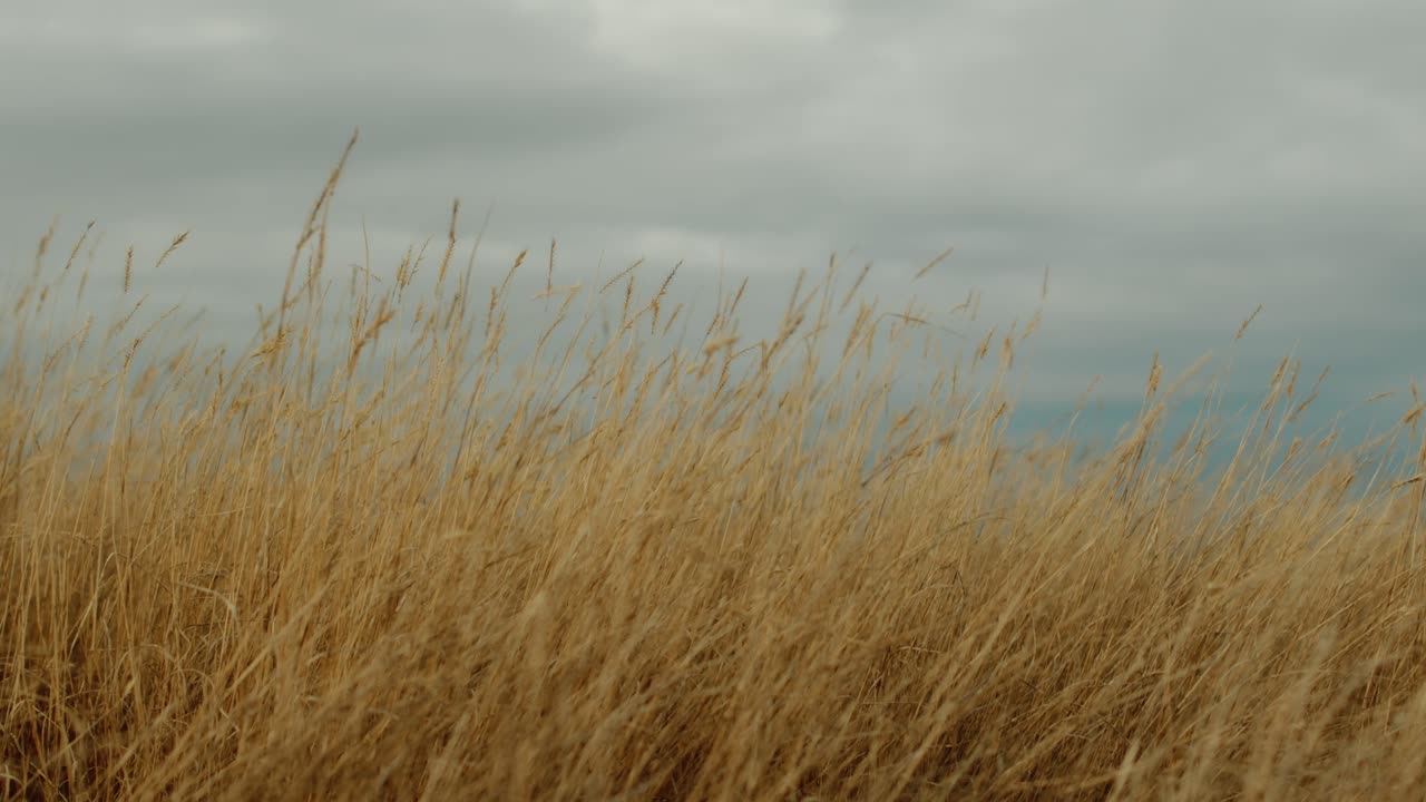 느린 동작, 낮은 각도 촬영은 황금 을 포착합니다. 기운이 나쁜 회색 구름의 배경에 바람에 부드럽게 흔들리고 있습니다.
