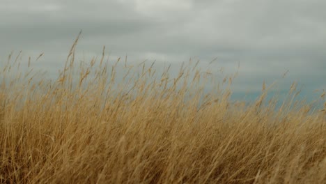 Toma-En-Cámara-Lenta-Y-En-ángulo-Bajo-Que-Captura-Juncos-Dorados-Meciéndose-Suavemente-Con-El-Viento-Sobre-Un-Fondo-De-Nubes-Grises-Y-Cambiantes.