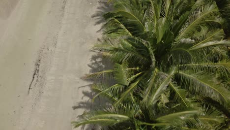 aerial dolly shot of coconut palms and tropical beach