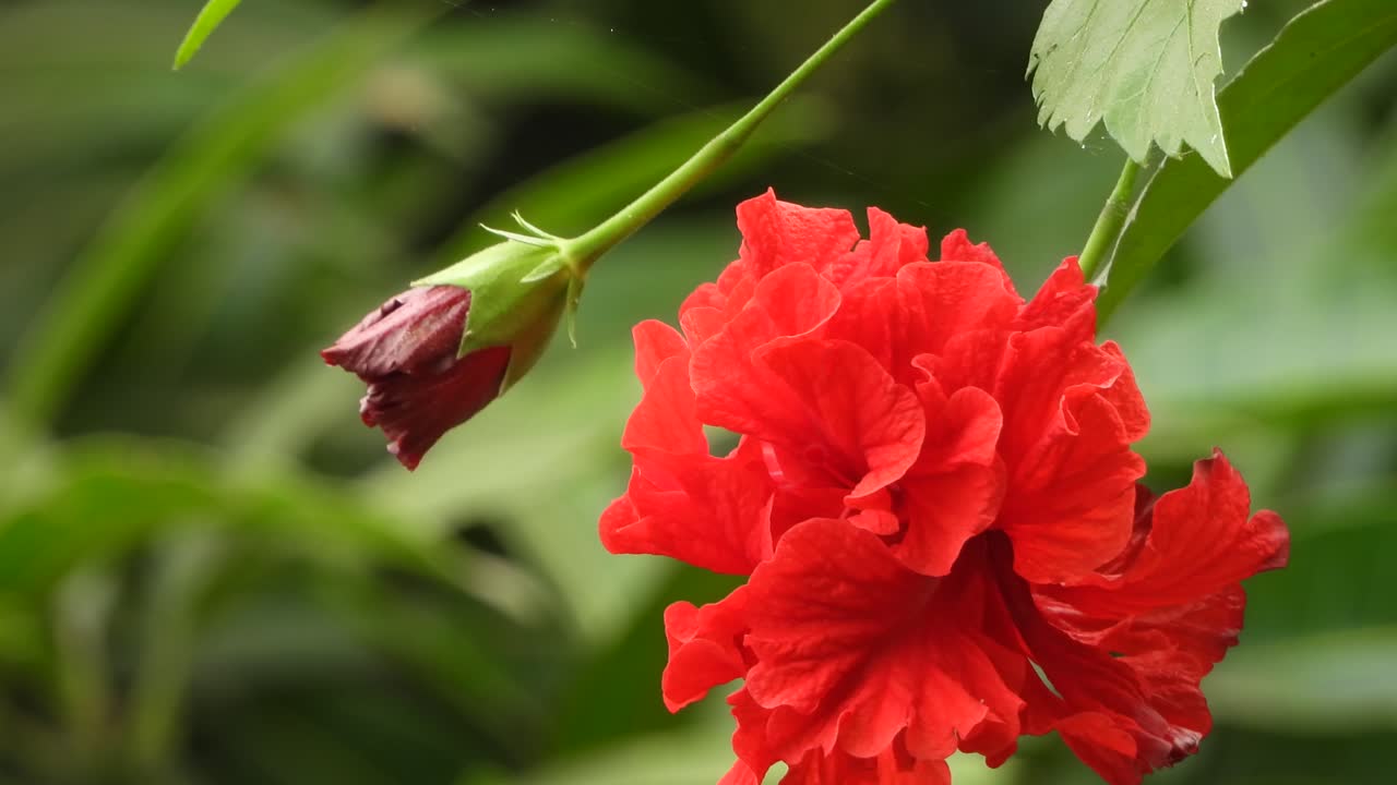 아름다운 히비스쿠스 로자 꽃