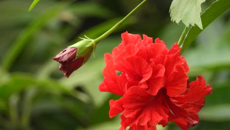 beautiful hibiscus rosa flowers