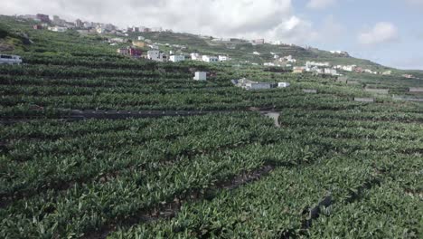 Small-Village-Amidst-The-Banana-Farmlands-In-La-Palma-Prior-To-Volcanic-Eruption-In-Spain