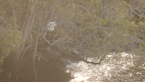 Pollution-and-plastic-bags-in-mangroves-along-the-Brisbane-River-mangroves,-Queensland,-Australia