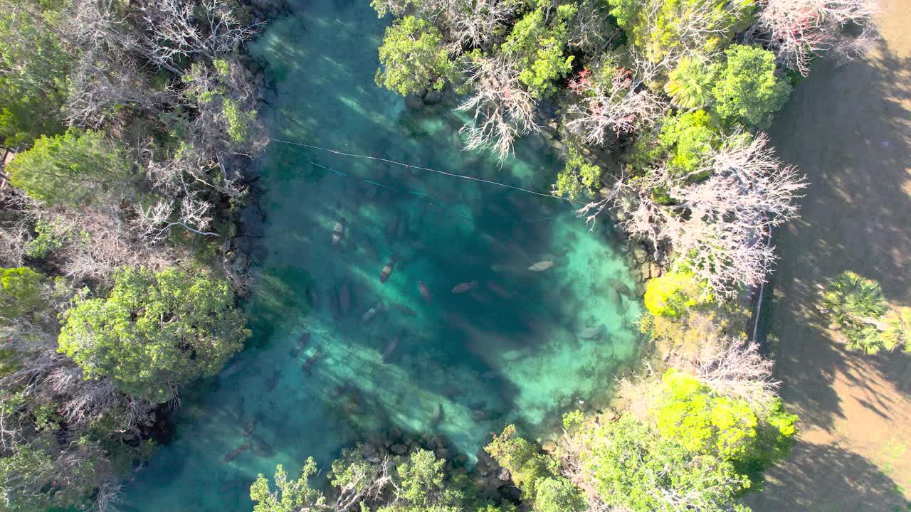 Sorvolo aereo lento di un branco di lamantini in acqua di sorgente naturale.